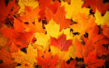 red-yellow-and-orange-fallen-maple-leaves-chantal-photopix